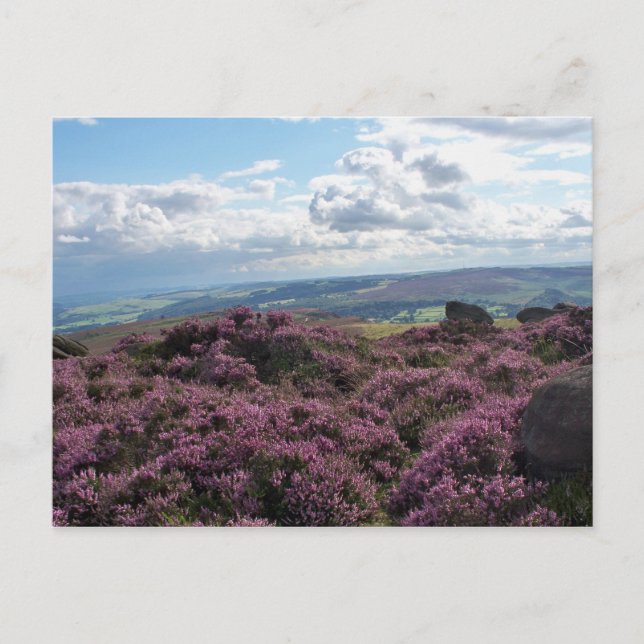 Pink Heather and Blue Sky Postcard (Front)
