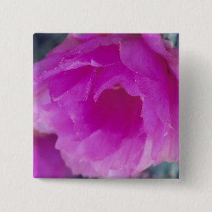 Pink Hedgehog Cactus blossom (Echinocereus 15 Cm Square Badge