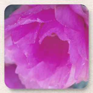 Pink Hedgehog Cactus blossom (Echinocereus Coaster
