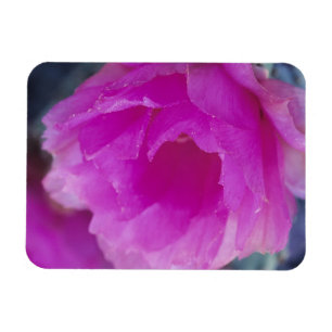 Pink Hedgehog Cactus blossom (Echinocereus Magnet