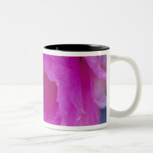Pink Hedgehog Cactus blossom (Echinocereus Two-Tone Coffee Mug
