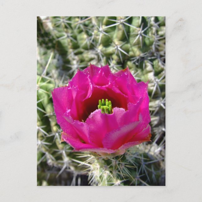 Pink hedgehog cactus flower collection postcard (Front)