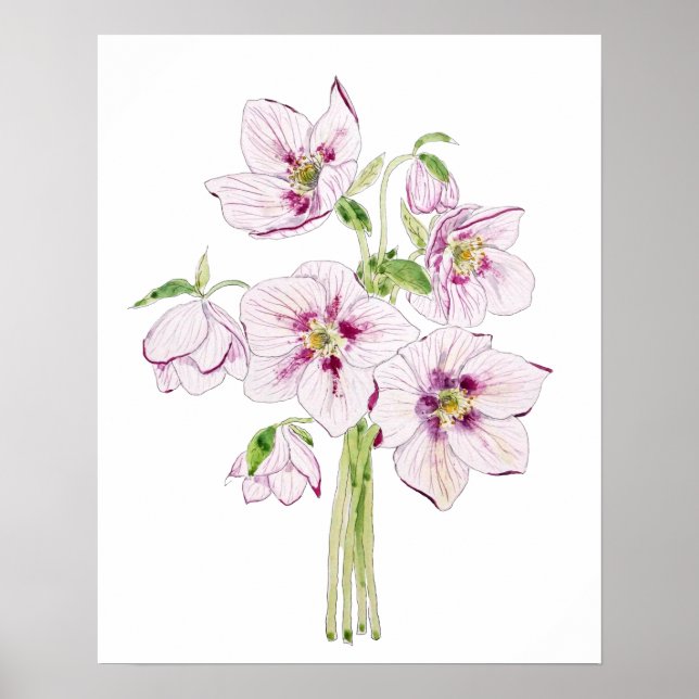 pink hellebores flower watercolor  poster (Front)
