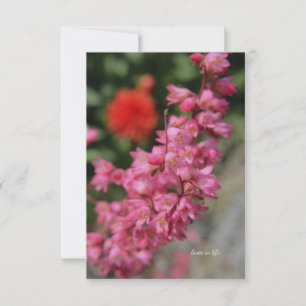 Pink Heuchera Card