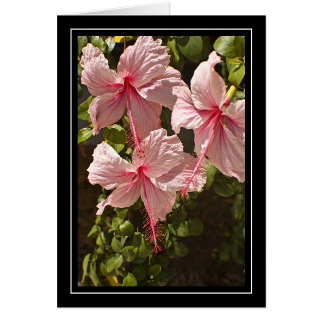 Pink Hibiscus Blank Card (Front)