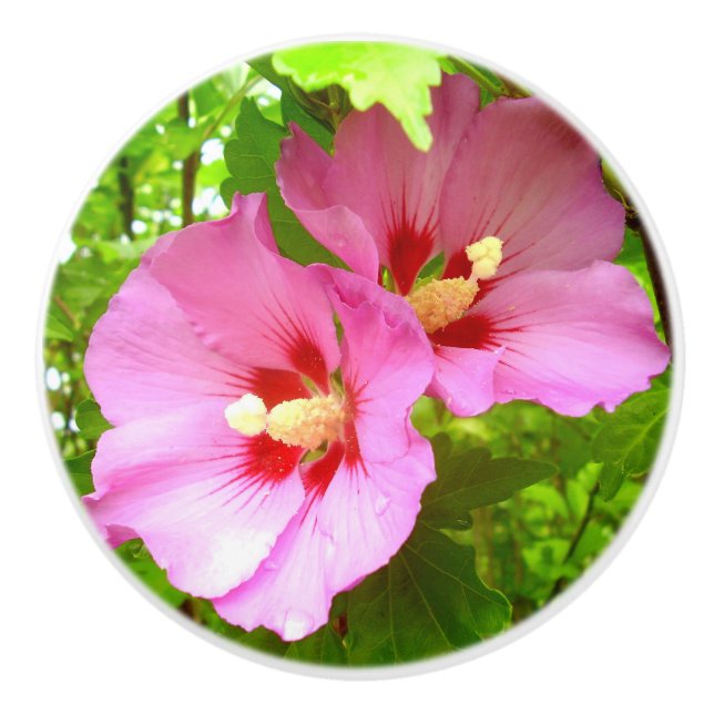 Pink Hibiscus Ceramic Knob (Front)