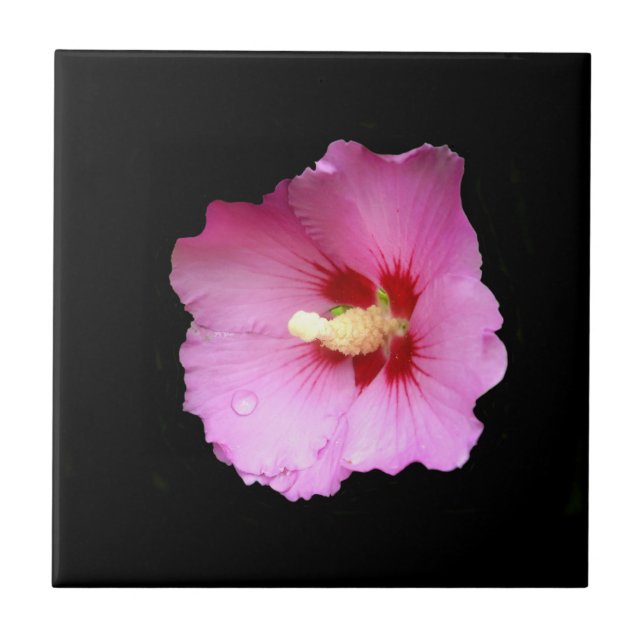 Pink Hibiscus Ceramic Tile (Front)