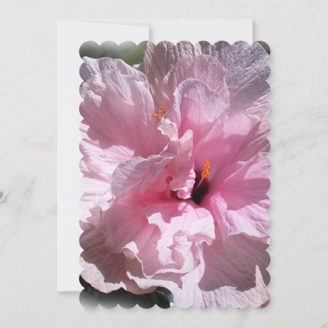 Pink Hibiscus Flower (Front)