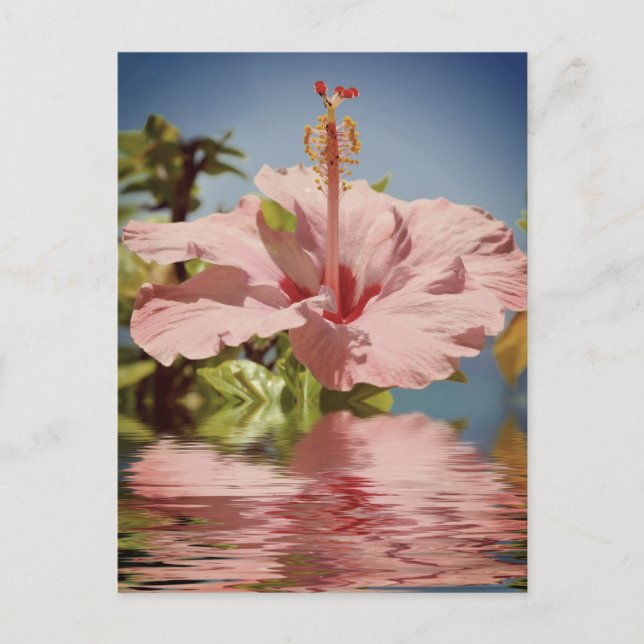 Pink hibiscus flower above the water postcard (Front)