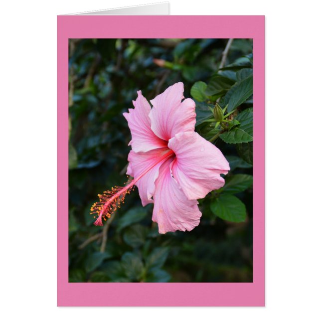 Pink Hibiscus flower card (Front)