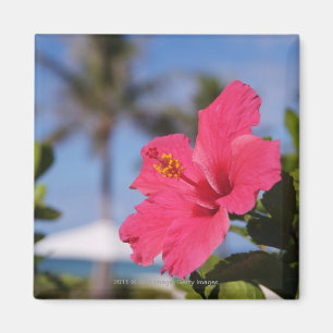 Pink hibiscus flower magnet