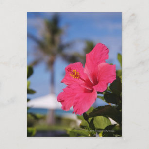 Pink hibiscus flower postcard