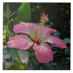 Pink Hibiscus flower Tile
