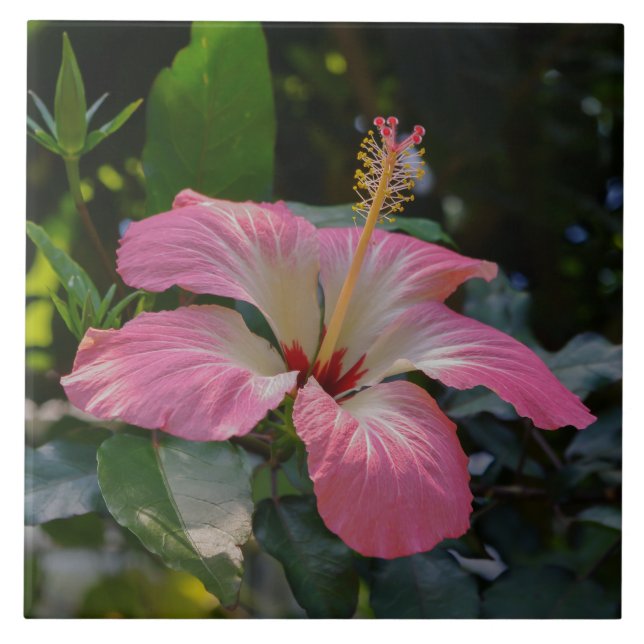 Pink Hibiscus flower Tile (Front)