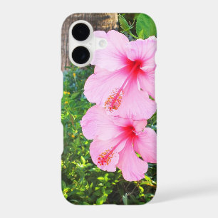 Pink Hibiscus flowers