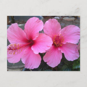 Pink Hibiscus Flowers Postcard