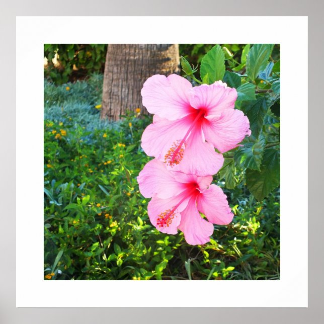 Pink Hibiscus flowers Poster (Front)