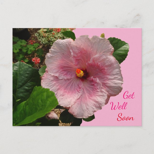 Pink Hibiscus Get Well Soon Postcard (Front)