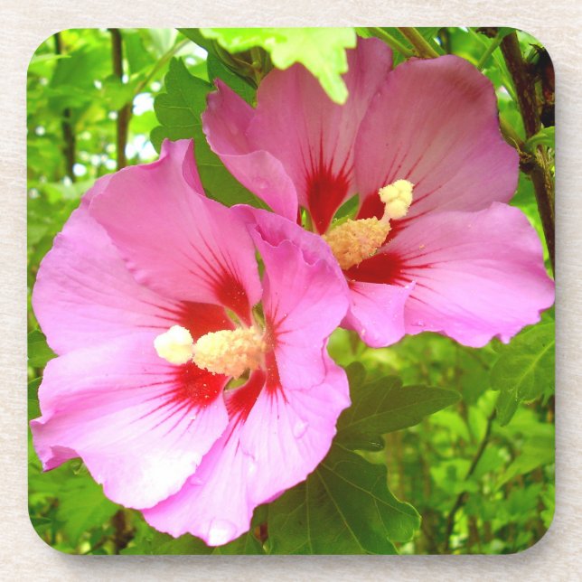 Pink Hibiscus Hard Plastic Coaster (Front)
