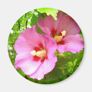 Pink Hibiscus Magnet
