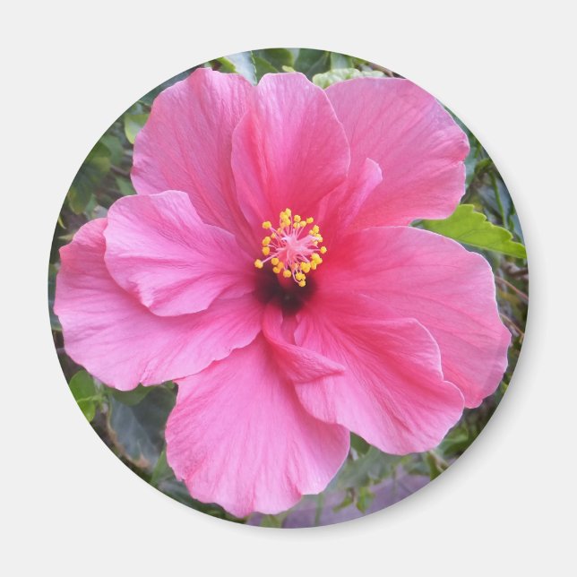 Pink Hibiscus magnet (Front)