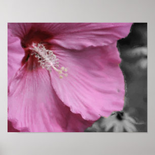 Pink Hibiscus Partial Colour Flower Art Poster