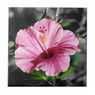 Pink Hibiscus Photo Ceramic Tile