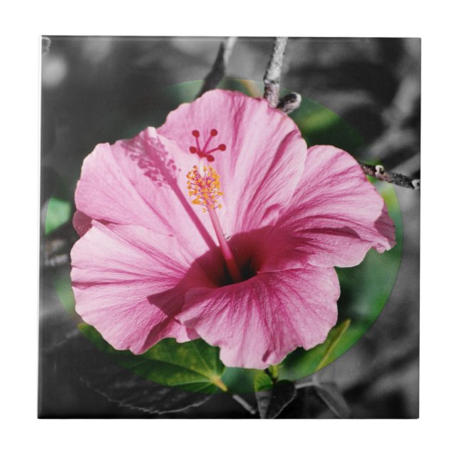 Pink Hibiscus Photo Ceramic Tile (Front)