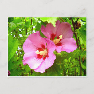 Pink Hibiscus postcard