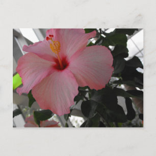 Pink Hibiscus Postcard