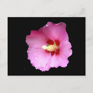 Pink Hibiscus Postcard