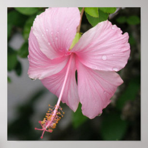 Pink Hibiscus Poster Print