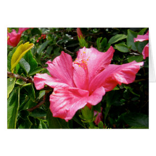 Pink Hibiscus Queen