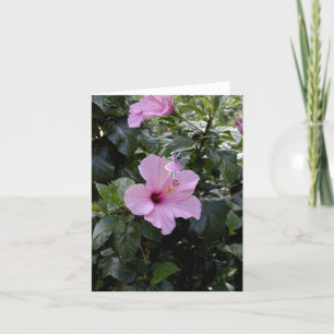 Pink Hibiscus Shadow Fairy Holiday Card