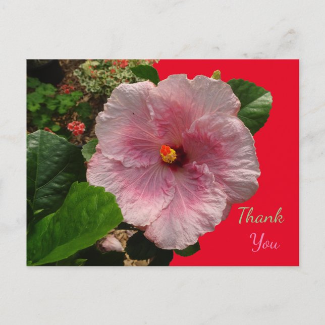 Pink Hibiscus Thank You Postcard (Front)