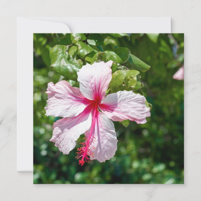 Pink Hibiscus Tropical Flower Birthday Greeting Ca Card (Front)