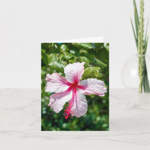 Pink Hibiscus Tropical Flower Birthday Greeting  Card