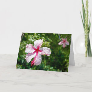 Pink Hibiscus Tropical Flower Birthday Greeting Card