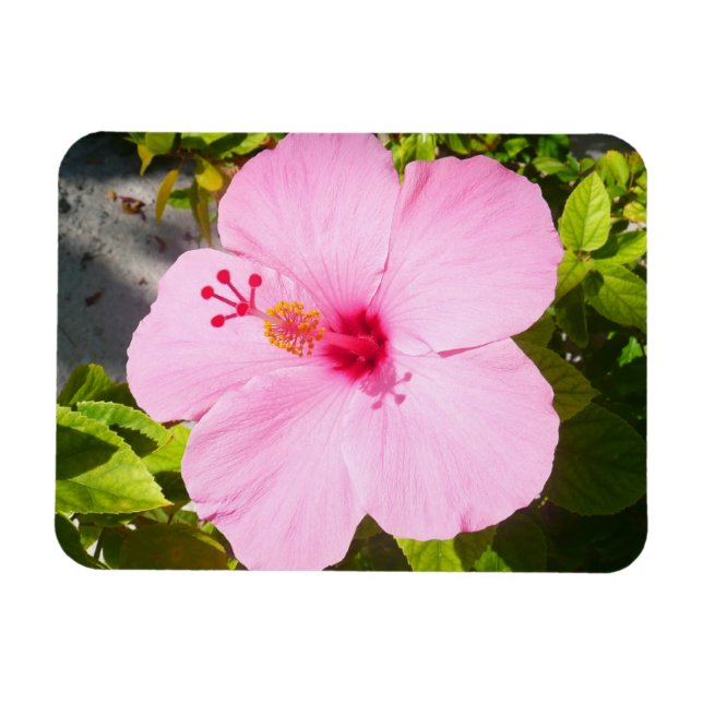 Pink Hibiscus Tropical Flower Magnet (Horizontal)
