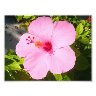 Pink Hibiscus Tropical Flower Photo Print