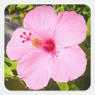 Pink Hibiscus Tropical Flower Square Sticker