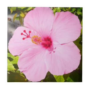 Pink Hibiscus Tropical Flower Tile
