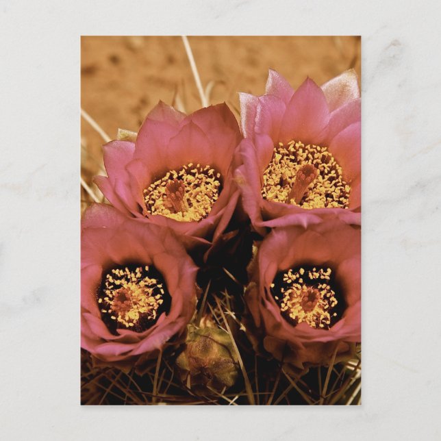 PINK HIGH DESERT SPRING FLOWERS POSTCARD (Front)