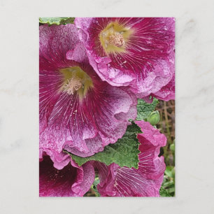 Pink hollyhock beauty postcard