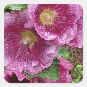 Pink hollyhock beauty square sticker
