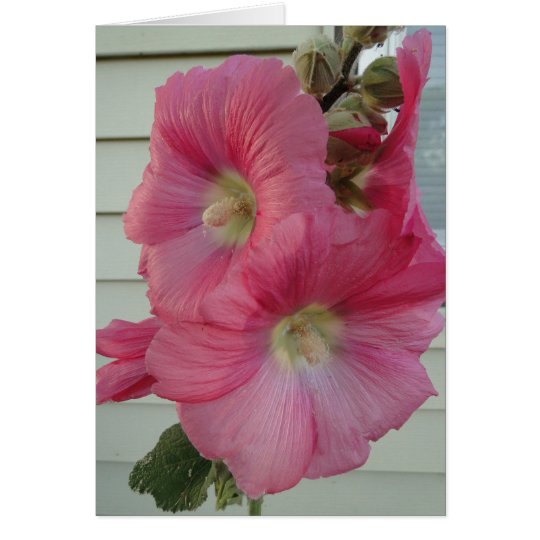 Pink Hollyhock, Birthday Beautiful Lady Card