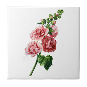 Pink Hollyhock Drawn From Nature Ceramic Tile