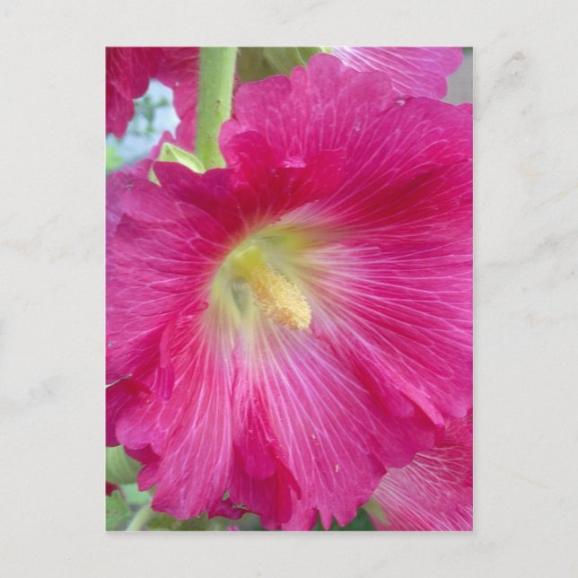 Pink Hollyhock Flower Postcard (Front)