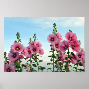 Pink Hollyhock Flowers Poster