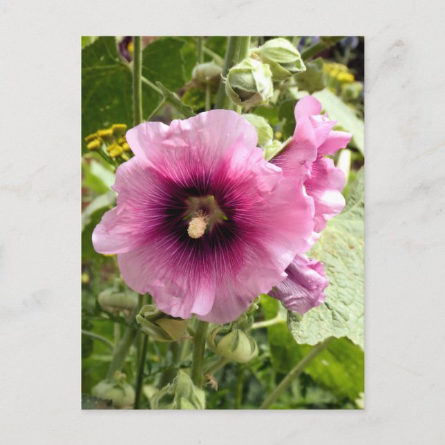 PINK HOLLYHOCK POSTCARD (Front)